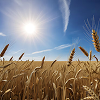 Ícone do Triticum compactum