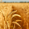 Ícone do Triticum aestivum