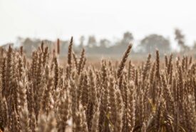 Trigo tem mínima de duas semanas em Chicago com chegada de novas safras