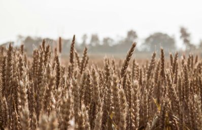Plantação de trigo com espigas maduras em destaque sob luz suave, com árvores desfocadas ao fundo em cenário rural.