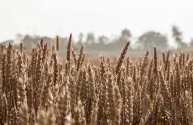 Plantação de trigo com espigas maduras em destaque sob luz suave, com árvores desfocadas ao fundo em cenário rural.
