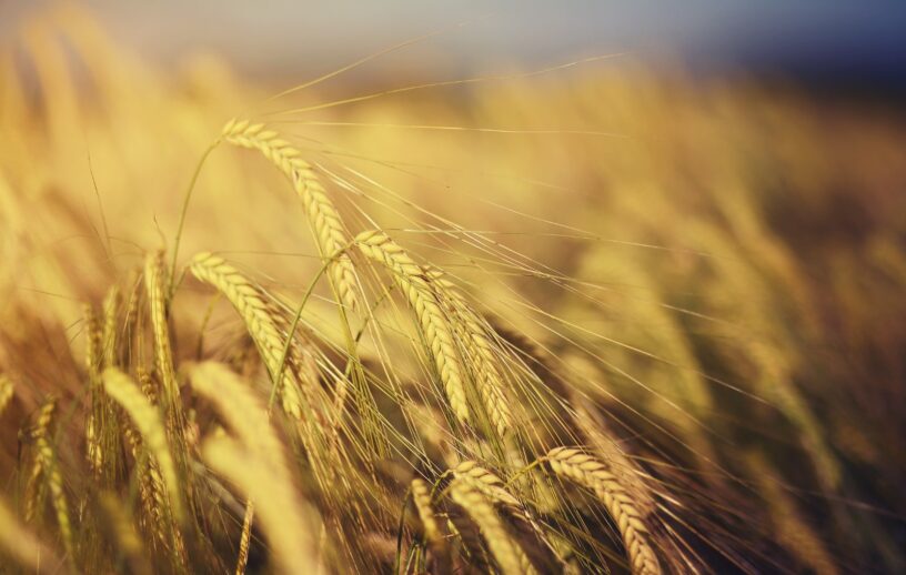 Fotografia em close-up de espigas de trigo douradas e maduras, com foco nítido nos detalhes dos grãos e das aristas, contra um fundo de plantação suavemente desfocado em tons pastéis.