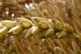 Redução da área plantada com trigo deve ser maior do que o previsto, avalia analista