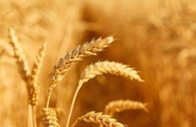 Close-up de espigas de trigo douradas em uma plantação, com campo agrícola desfocado ao fundo
