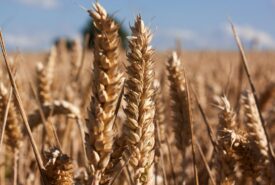 Área de trigo pode recuar no Sul