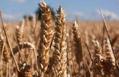 Espigas de trigo douradas em destaque em uma safra