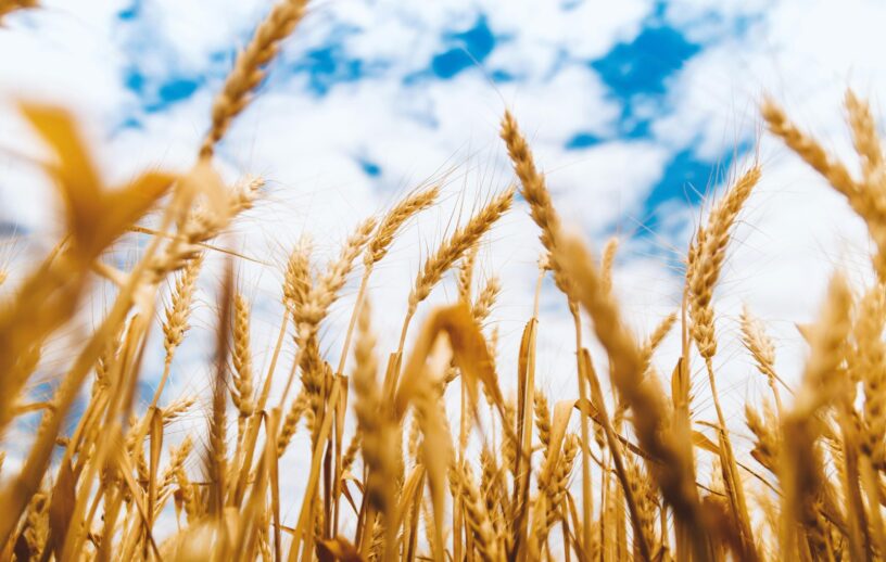 Fotografia em ângulo baixo (contra-plongée) mostrando espigas de trigo douradas e maduras em destaque, apontando para um céu azul vibrante com nuvens brancas esparsas.