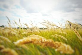 Chance de El Niño cresce e impacta decisões de plantio