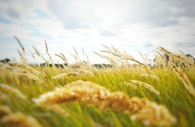 Espigas de trigo maduro prontas para colheita balançando ao vento em campo agrícola sob céu nublado