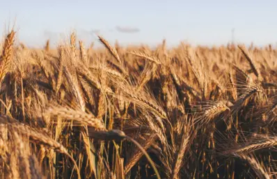 Vista detalhada de um campo de trigo com espigas maduras e douradas em primeiro plano, destacando a textura dos grãos sob a luz solar natural e céu claro ao fundo.