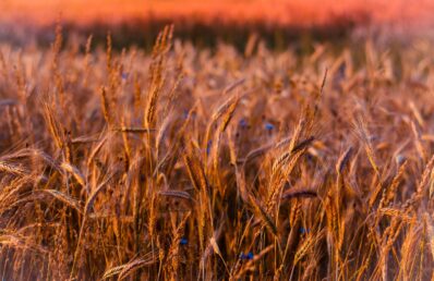 Fotografia em close-up de espigas de trigo maduras e douradas em um campo agrícola, iluminadas pela luz quente do entardecer com fundo desfocado em tons de laranja e marrom.