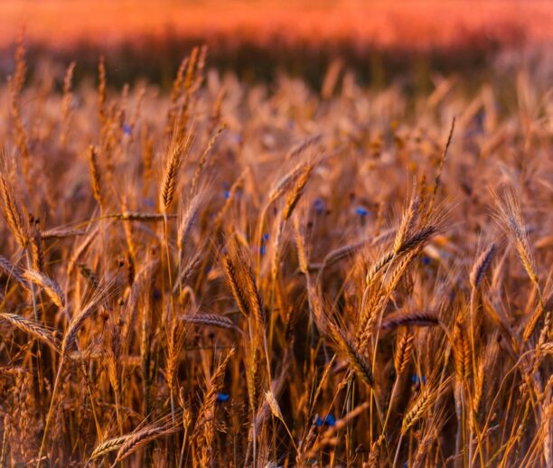 Fotografia em close-up de espigas de trigo maduras e douradas em um campo agrícola, iluminadas pela luz quente do entardecer com fundo desfocado em tons de laranja e marrom.