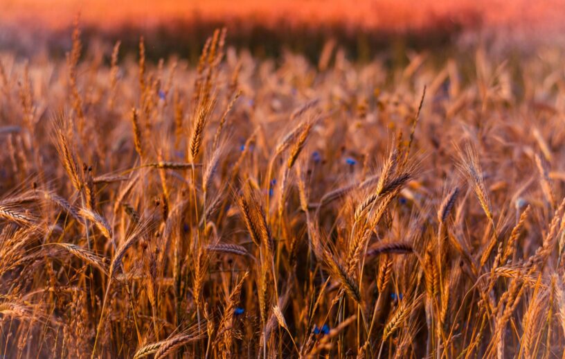 Fotografia em close-up de espigas de trigo maduras e douradas em um campo agrícola, iluminadas pela luz quente do entardecer com fundo desfocado em tons de laranja e marrom.