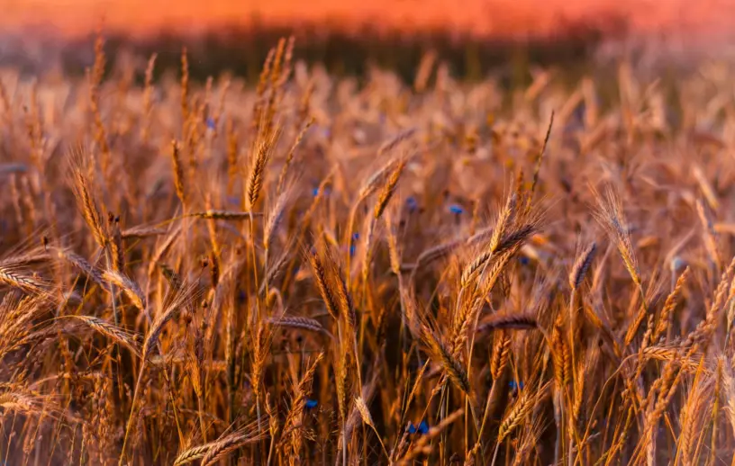 Fotografia em close-up de espigas de trigo maduras e douradas em um campo agrícola, iluminadas pela luz quente do entardecer com fundo desfocado em tons de laranja e marrom.