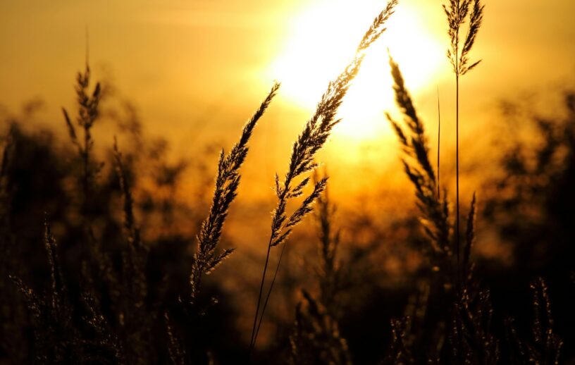 Silhuetas de espigas de trigo e vegetação em um campo durante o pôr do sol, com luz dourada intensa ao fundo.