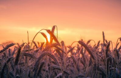 Fotografia em contraluz mostrando a silhueta de espigas de trigo em um campo agrícola, com o sol surgindo no horizonte e tingindo o céu de tons vibrantes de laranja, rosa e roxo.