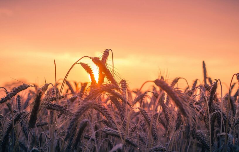 Fotografia em contraluz mostrando a silhueta de espigas de trigo em um campo agrícola, com o sol surgindo no horizonte e tingindo o céu de tons vibrantes de laranja, rosa e roxo.