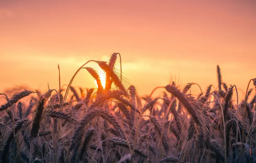 Fotografia em contraluz mostrando a silhueta de espigas de trigo em um campo agrícola, com o sol surgindo no horizonte e tingindo o céu de tons vibrantes de laranja, rosa e roxo.