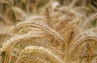 O movimento reforçou as expectativas de aumento da demanda chinesa por commodities agrícolas dos Estados Unidos e estimulou forte entrada de recursos nos mercados agrícolas.