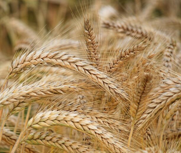 O movimento reforçou as expectativas de aumento da demanda chinesa por commodities agrícolas dos Estados Unidos e estimulou forte entrada de recursos nos mercados agrícolas.