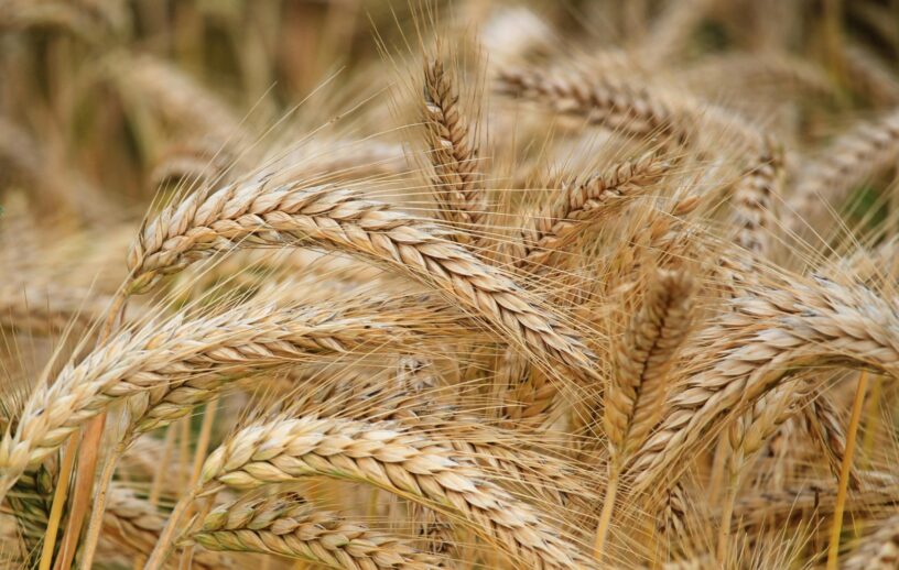 O movimento reforçou as expectativas de aumento da demanda chinesa por commodities agrícolas dos Estados Unidos e estimulou forte entrada de recursos nos mercados agrícolas.