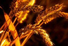 Trigo pode ganhar até 423 kg/ha com manejo fisiológico em ano de El Niño