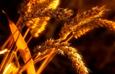 Fotografia em close-up de espigas de trigo maduras com uma iluminação quente e dourada intensa que destaca a textura e o vigor dos grãos, contrastando com um fundo escuro e desfocado.