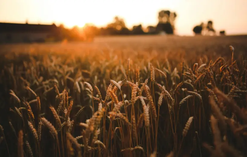 Espigas de trigo douradas em um campo agrícola ao entardecer, iluminadas pela luz quente do sol baixo no horizonte, com árvores desfocadas ao fundo.