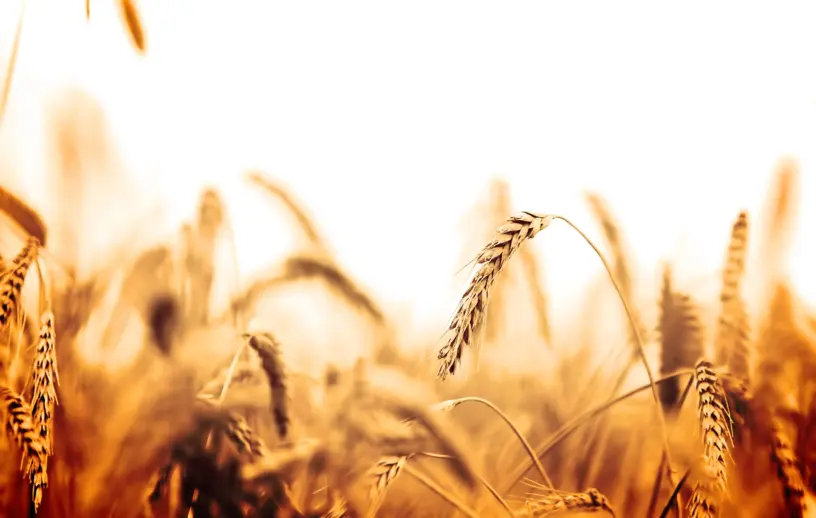 Close de espigas de trigo maduras em um campo agrícola, iluminadas pela luz dourada do sol. O fundo desfocado destaca os tons quentes da plantação e remete ao período de colheita do cereal.