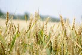 Safra de trigo no Rio Grande do Sul deve cair em 2026 com impacto do El Niño e custos elevados