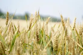 Safra de trigo no Rio Grande do Sul deve cair em 2026 com impacto do El Niño e custos elevados