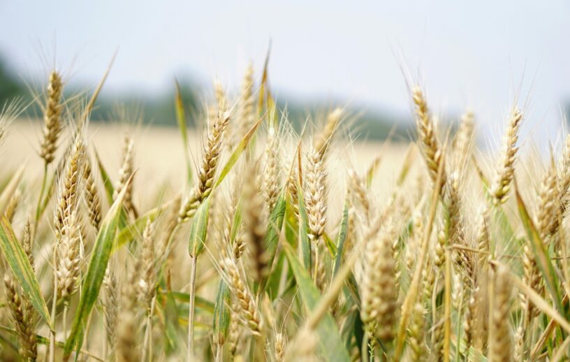 Espigas de trigo em estágio avançado de desenvolvimento em uma lavoura, com grãos formados e folhas verdes entre os caules, sob céu claro e fundo desfocado de área agrícola.