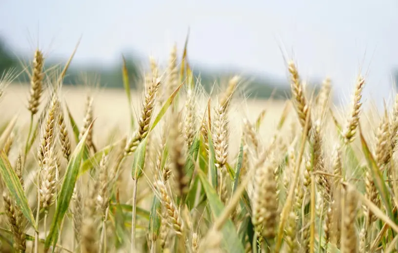 Espigas de trigo em estágio avançado de desenvolvimento em uma lavoura, com grãos formados e folhas verdes entre os caules, sob céu claro e fundo desfocado de área agrícola.