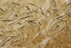 El Niño pode impactar safra de grãos e clima no Brasil em 2026