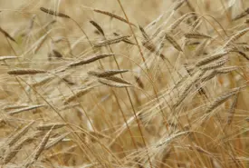 El Niño pode impactar safra de grãos e clima no Brasil em 2026