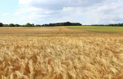 Vista ampla de uma lavoura de trigo dourado em fase de maturação, com espigas cobrindo o campo até o horizonte sob céu parcialmente nublado.