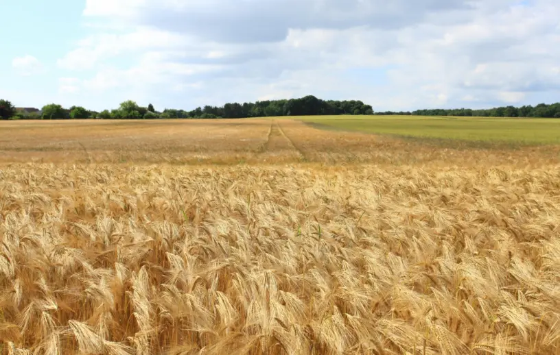 Vista ampla de uma lavoura de trigo dourado em fase de maturação, com espigas cobrindo o campo até o horizonte sob céu parcialmente nublado.